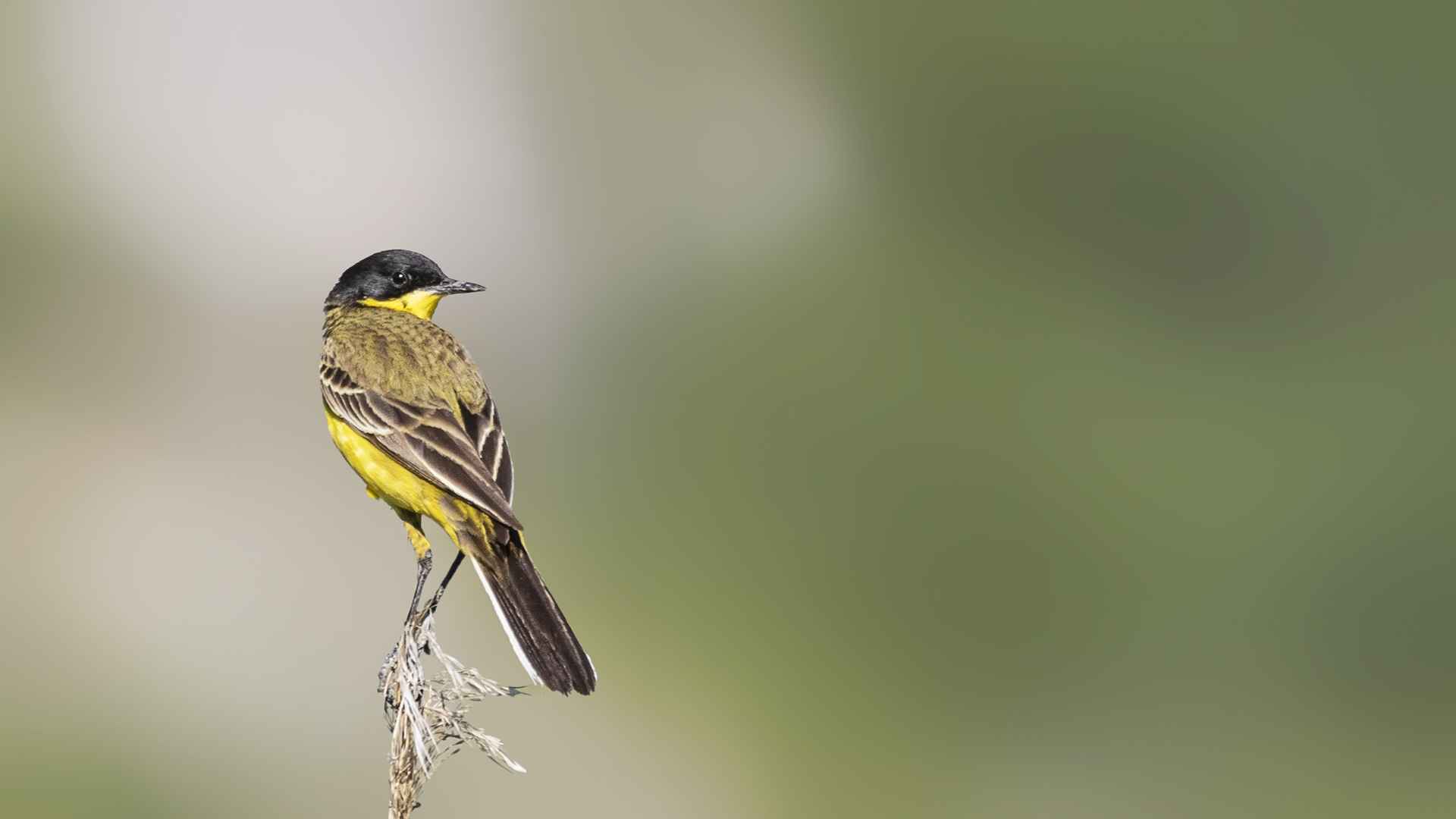 Western Yellow Wagtail